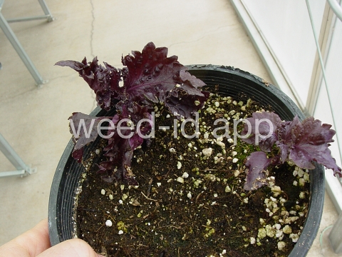 mint, perilla